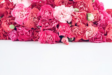 Carnation flower on white background