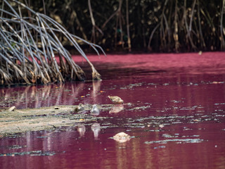   A pink Pond - Views around the small Caribbean Island of Curacao