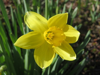 Fototapeta premium first spring daffodil