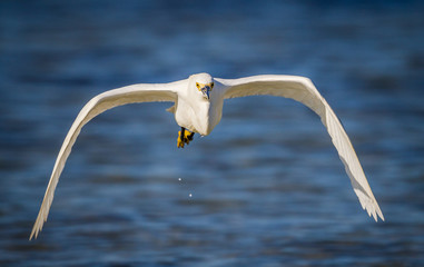 Close up left profile of Snowy egret.