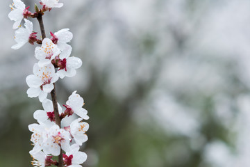 A branch with flowers of an apricot tree is covered with water drops after rain on a green defocused background.