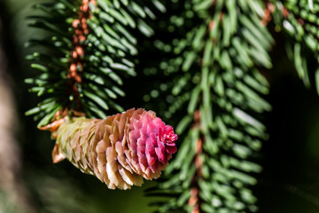 Blossoming of a pine tree - photograph