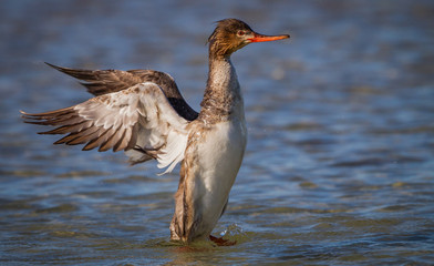 Red-breasted merganser flaps wings to dry.