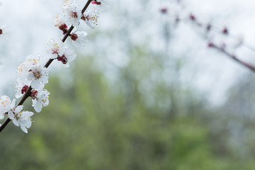 A branch with flowers of an apricot tree is covered with water drops after rain on a green defocused background.