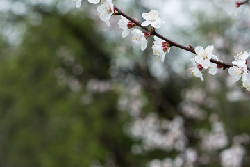 A branch with flowers of an apricot tree is covered with water drops after rain on a green defocused background.
