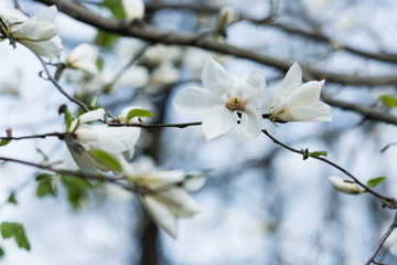 Sprig of magnolia tree with white flowers.