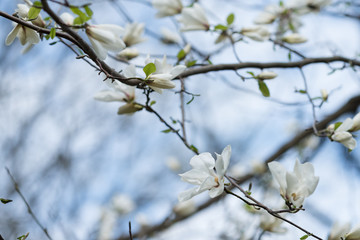 Sprig of magnolia tree with white flowers.