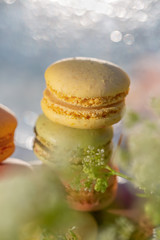 French sweets macarons and meadow white flowers in the summer evening in the garden. Dessert. Delicious sweet airy french pastries. Natural blurred background. Soft focus, closeup. Copy space.