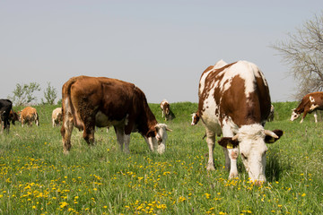 Cows grazing in green meadow