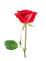a red rose on a white background