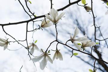 Flowering magnolia tree. Background from tender white buds on branches, Bottom view