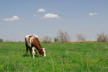 Red-and-white cow grazes green grass