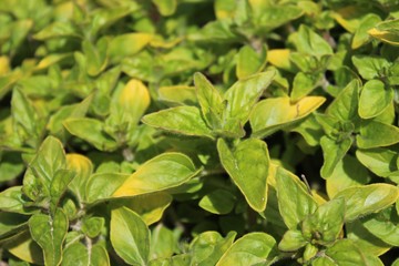 Gelbblättriger Oregano