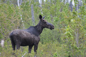 Fototapeta premium deer in the forest