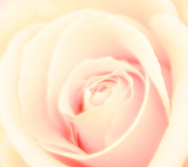 soft pink rose close up 