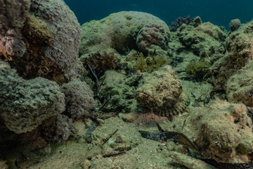 Coral reefs and water plants in the Red Sea, Eilat Israel