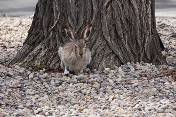  City Hare sleepy eyed beside tree
