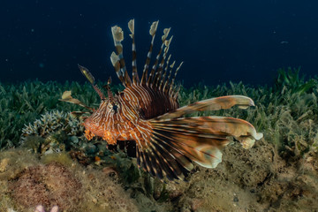 Lion fish in the Red Sea colorful fish, Eilat Israel