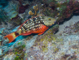stoplight parrotfish