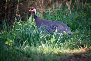 guinea hen is walking on the green grass and shout. Guinea fowl bird