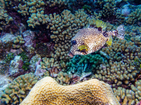 smooth trunkfish