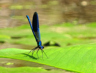 Blaue Libelle auf grünem Blatt