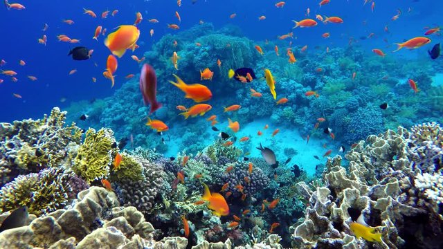 Beautiful coral reefs and tropical fish. Underwater life in the ocean.