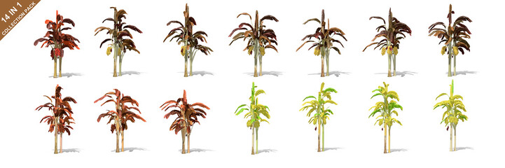 Fototapeta premium 3D rendering - 14 in 1 collection of banana trees isolated over a white background use for natural poster or wallpaper design, 3D illustration Design.
