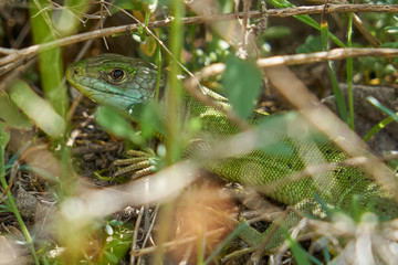 Smaragdeidechse getarnt im Weinberg