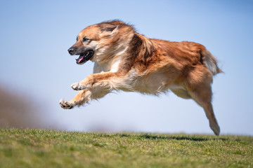 happy dog ​​has a great time