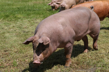 Fototapeta na wymiar Happy pigs lives on bio oko animal farm on natural environment
