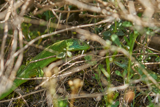 รูปภาพHerpetologie เลือกดูภาพถ่ายสต็อก เวกเตอร์ และวิดีโอ725 Adobe