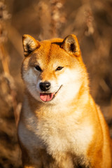 Gorgeous red Shiba inu dog sitting in the forest at golden sunset