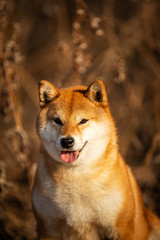 Cute red Shiba inu dog sitting in the forest at golden sunset