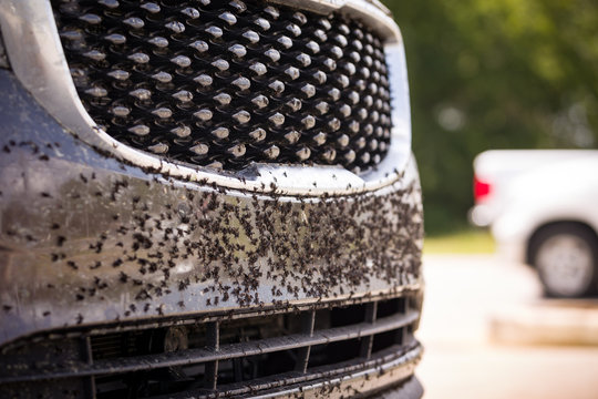 The bumper and hood are covered with a large number of dead insects and flies. The car after a trip on the autobahn is preparing to wash.