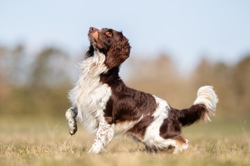 happy dog ​​has a great time