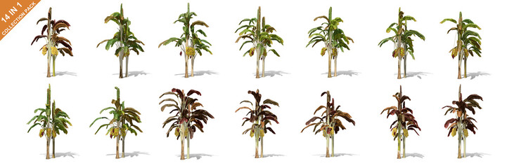 3D rendering - 14 in 1 collection of banana trees isolated over a white background use for natural poster or  wallpaper design, 3D illustration Design.