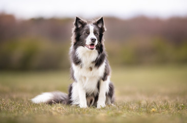 happy dog ​​has a great time