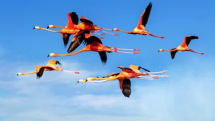 Foto op Canvas A flock of flying pink flamingos on the background of bright bare sky with clouds. Wild nature. © delbars