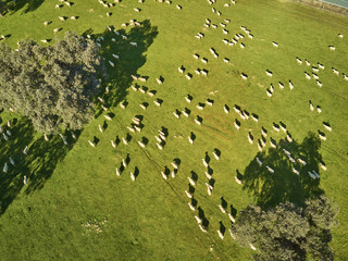 Aerial view of a green field with a lake, holm oaks and a large flock of sheep.