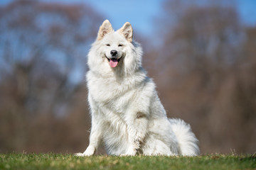 happy dog ​​has a great time