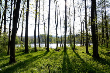Fototapeta premium Sun shining through trees in springtime with a fishpond in the background