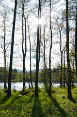 Sun shining through trees in springtime with a fishpond in the background
