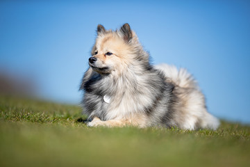 happy dog ​​has a great time