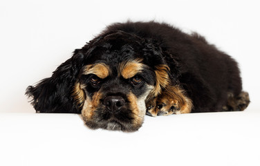 sad cocker spaniel dog lying