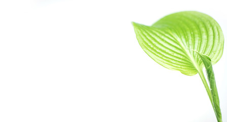 green leaf of a plant isolated on a white background