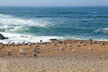 A lot of seagulls sitting on the sea shore