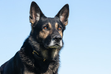 happy dog ​​has a great time