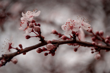 Flor de SAkura rosado y blanco primaveral