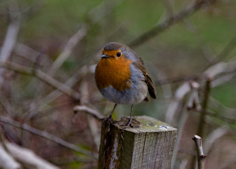 Red Robin standing on wooden post in natural surroundings.